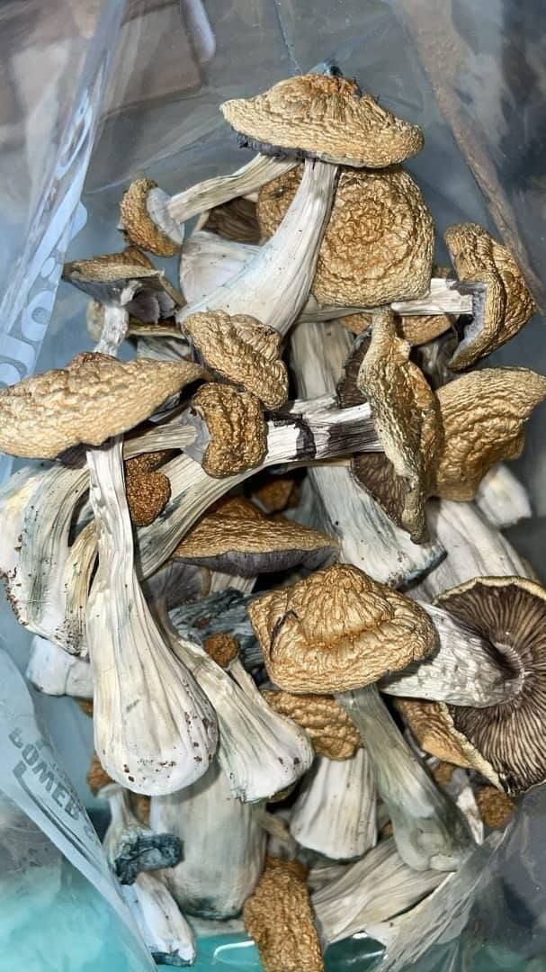 Cubensis