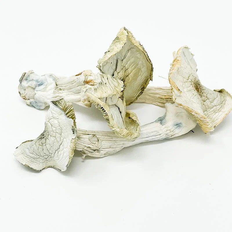 White Albino Mushrooms