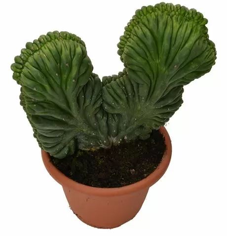 Trichocereus Pachanoi forma cristata (San Pedro)