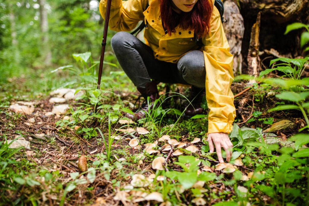 Scientists studying fungi as part of environmental research and ecosystem monitoring