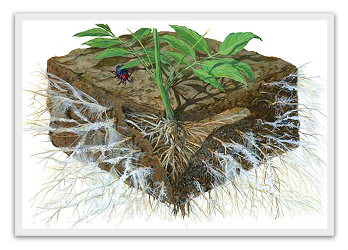 Underground fungal network supporting nutrient exchange between plants and fungi