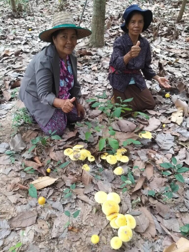 Fungi supporting ecosystem restoration and environmental sustainability