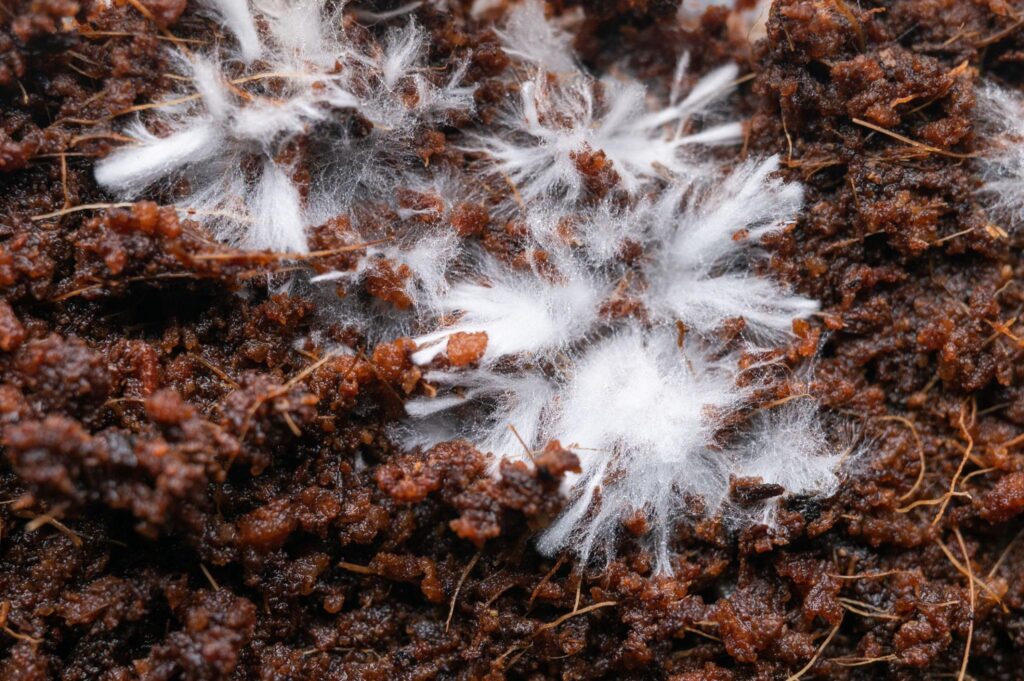 Mycelium network and fungal hyphae spreading through organic material