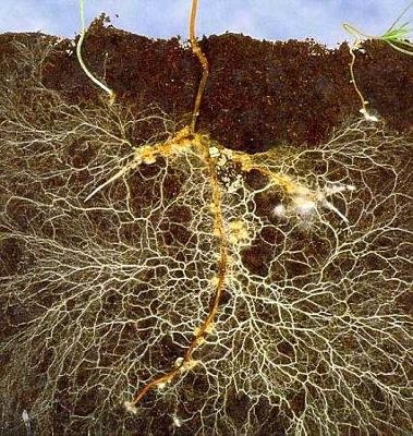 Mycorrhizal fungi supporting plant growth and soil health