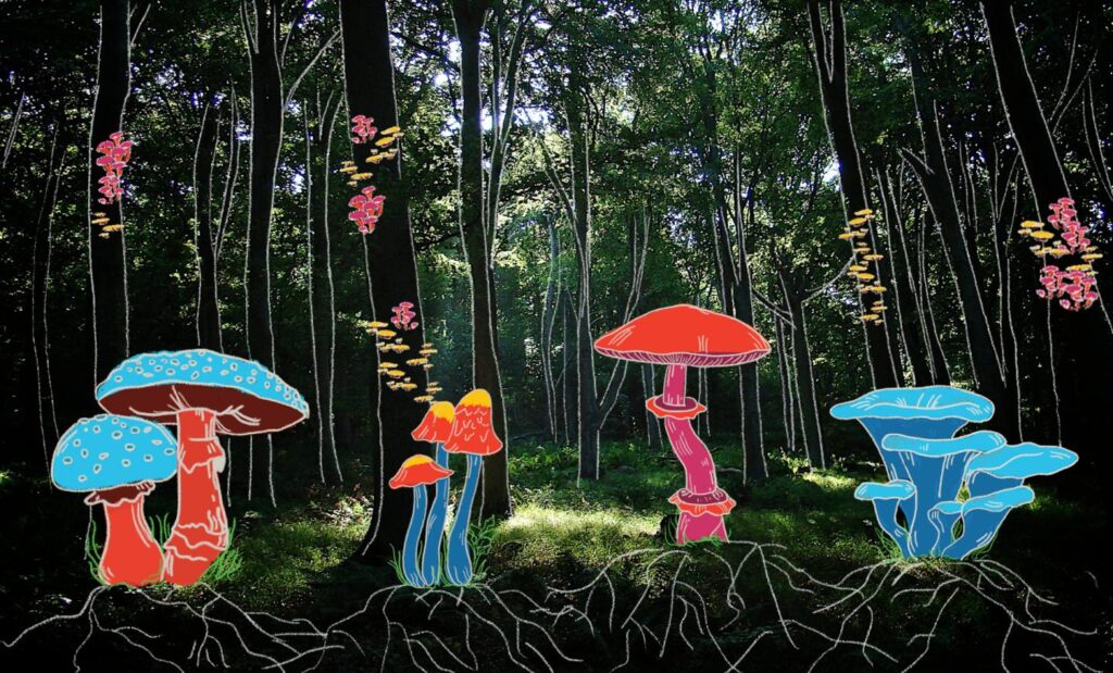Different types of fungi growing in natural environments around the world