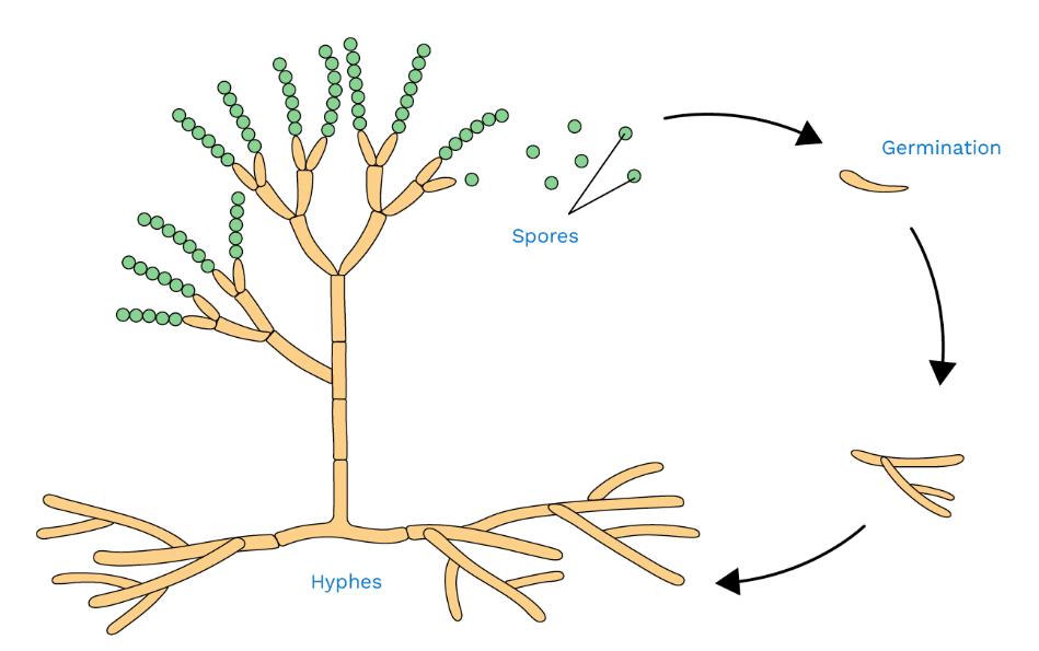 Scientific illustration showing the role of spores in the fungal life cycle