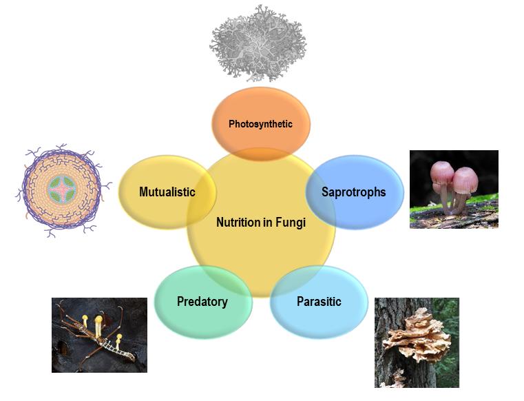Fungi contributing to nutrient cycling through decomposition in a forest ecosystem