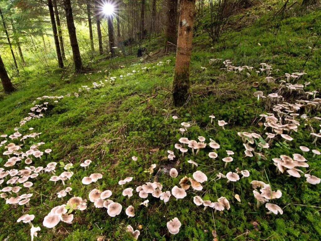 Healthy forest ecosystem supported by diverse fungal communities