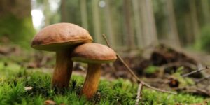 Fungal biodiversity within a healthy forest ecosystem