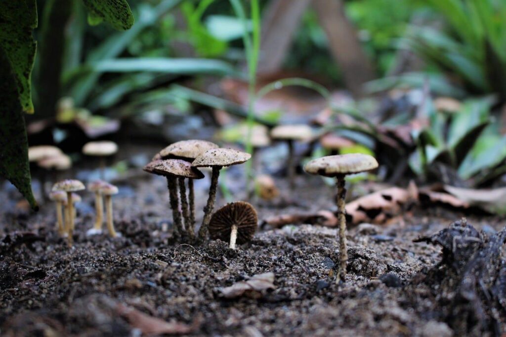 Fungi supporting ecosystem restoration and environmental sustainability