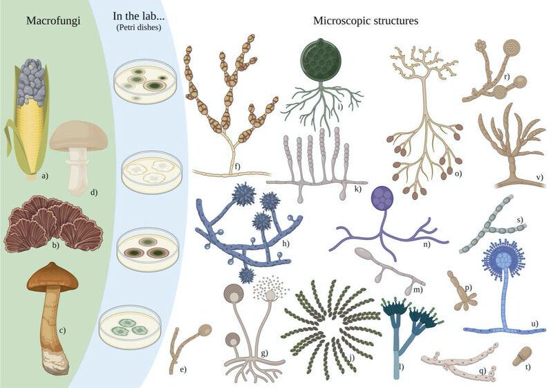 Various fungal species demonstrating the diversity of the fungal kingdom