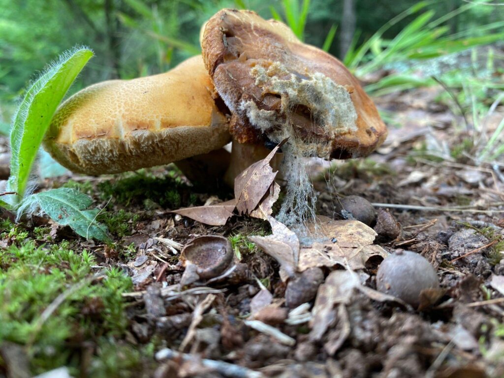 Fungi contributing to nutrient cycling through decomposition in a forest ecosystem