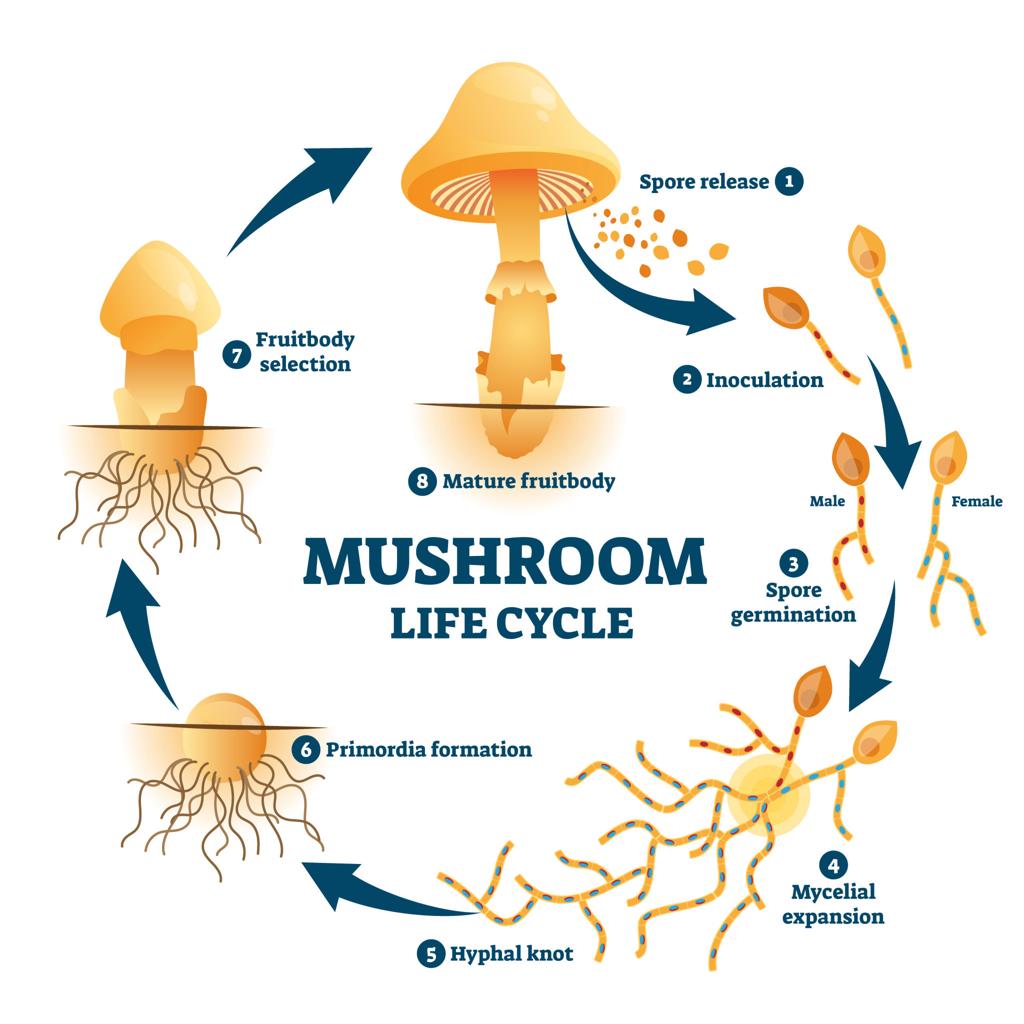 The life cycle of fungi from spores to mature fruiting bodies