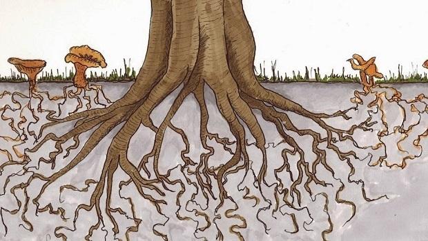 Mycelium networks connecting trees beneath a healthy forest floor