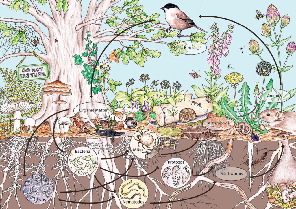 Illustration showing fungi recycling nutrients through decomposition and soil enrichment