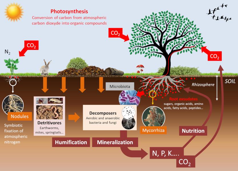 Illustration showing fungi recycling nutrients through decomposition and soil enrichment