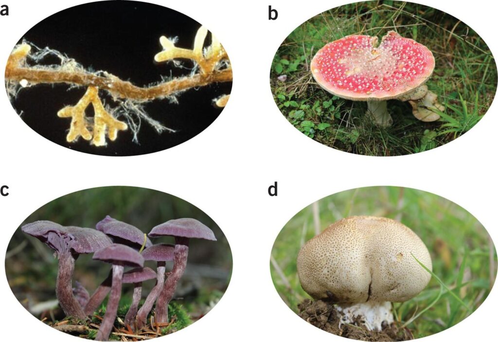 Different types of fungi growing in natural environments around the world