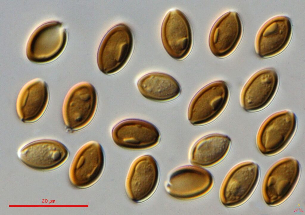 Microscopic view of mushroom spores used in fungal reproduction