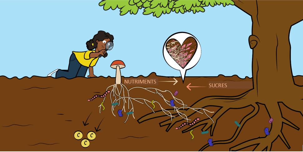 Mycorrhizal fungi supporting plant growth and soil health