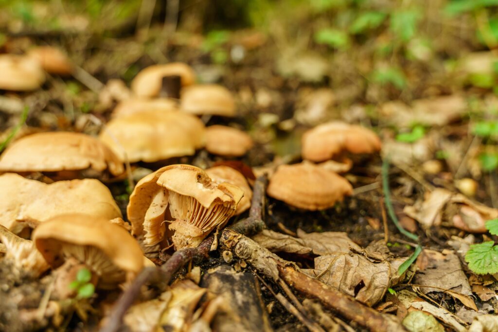 Fungi supporting biodiversity and ecosystem health in a natural forest