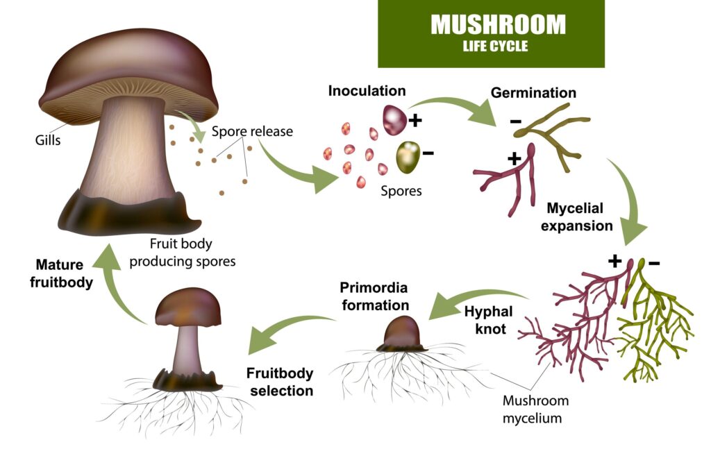 Scientific illustration showing the role of spores in the fungal life cycle