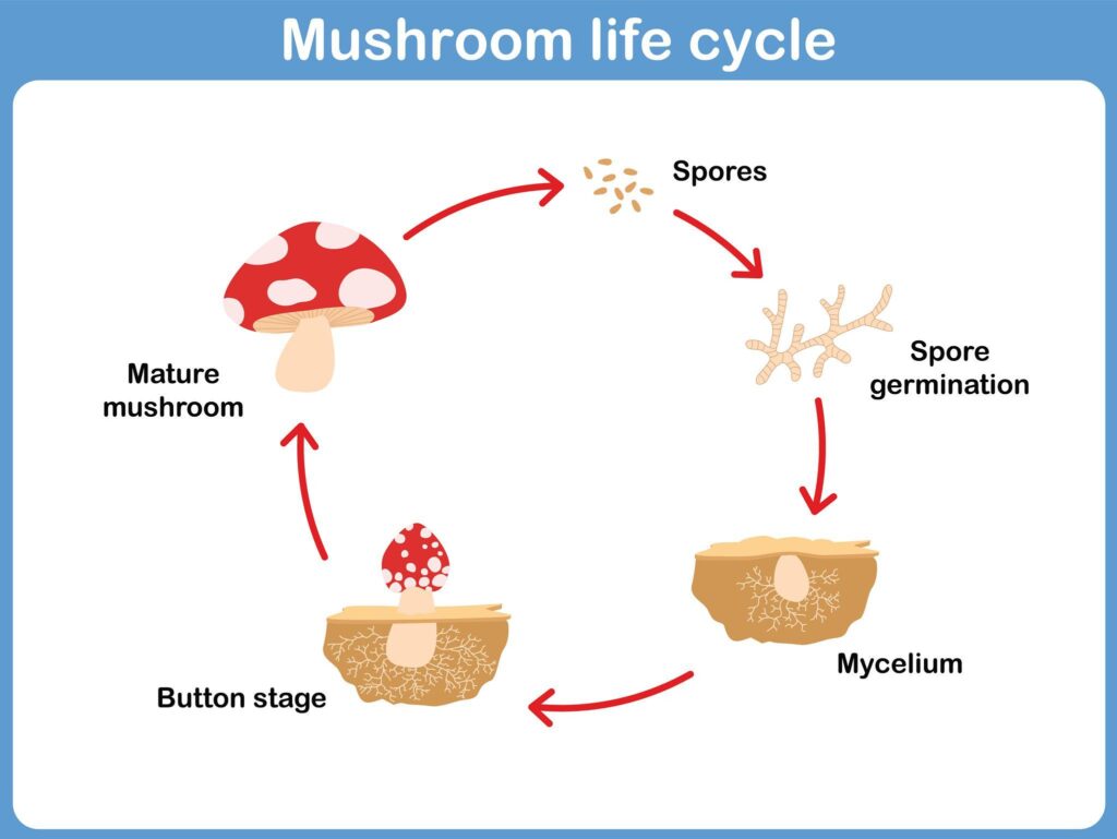 The life cycle of fungi from spores to mature fruiting bodies