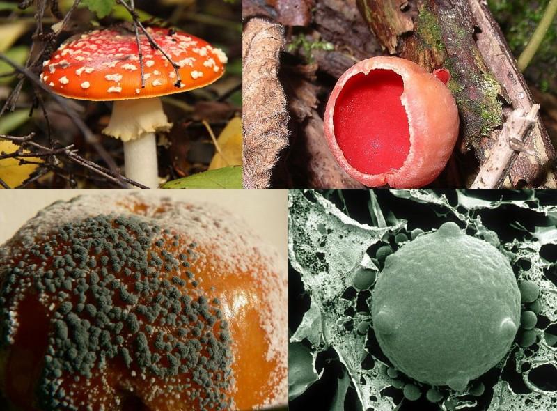 Various fungal species demonstrating the diversity of the fungal kingdom