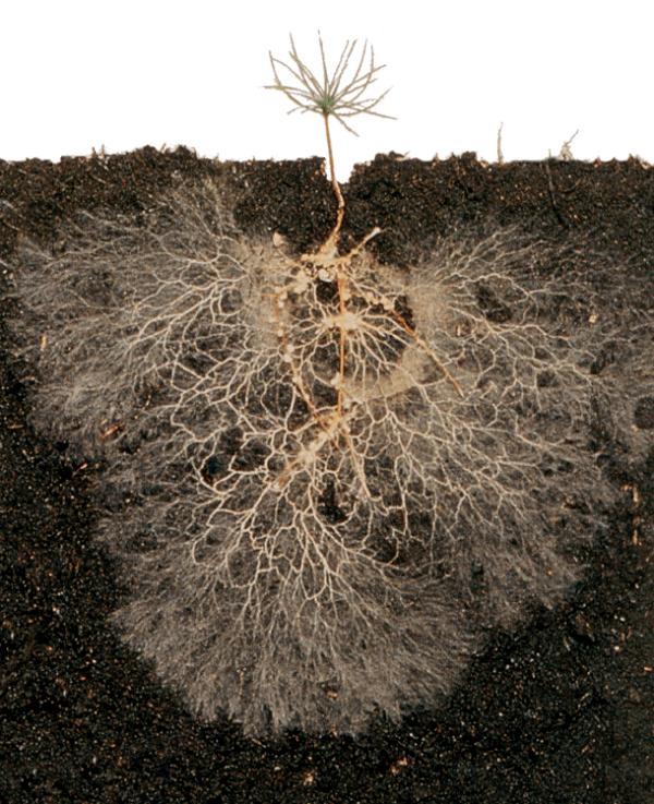 Mycorrhizal fungi forming beneficial relationships with plant roots