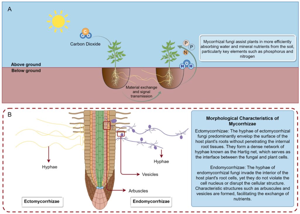 Mycorrhizal fungi forming beneficial relationships with plant roots