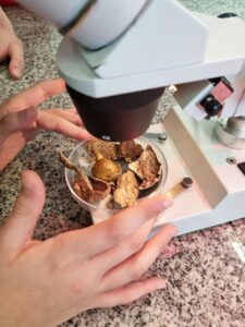 Laboratory microscope used for fungal observation and mycology research